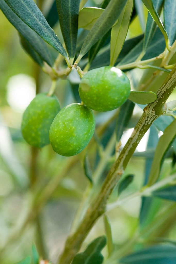 Olives are an essential to health and wellbeing as part of a Mediterranean lifestyle